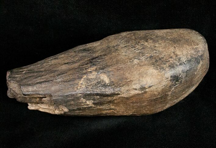 Partial Fossil Sperm Whale Tooth - South Carolina #11981